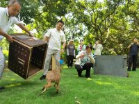 8头上海“土著”在公园安家，生物多样性保护和游园体验可以兼顾