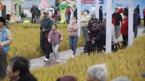 浦东新苗村稻田音乐节探索乡村旅游+音乐，为市民带来特别文旅体验